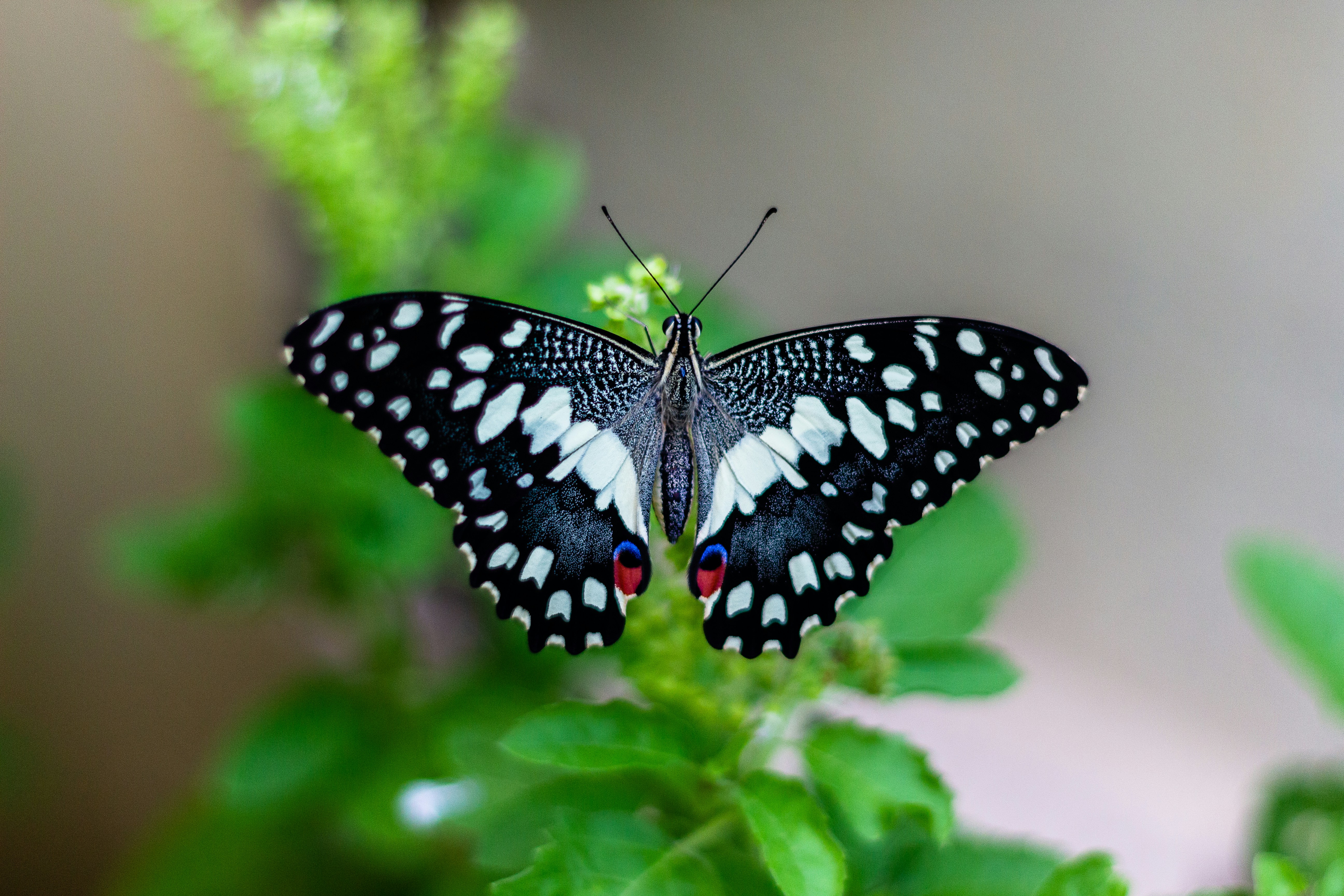 Dubai Butterfly Garden